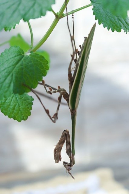 Téléchargement gratuit de Louange à Dieu Insecte Nature - photo ou image gratuite à modifier avec l'éditeur d'images en ligne GIMP