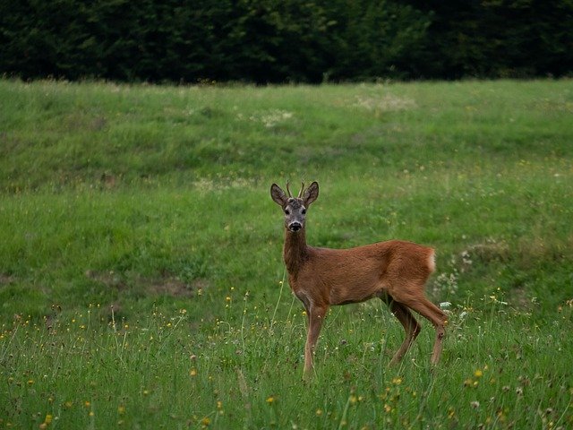 Descarga gratuita Prato Animals Caprio: foto o imagen gratuita para editar con el editor de imágenes en línea GIMP