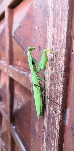 Free download Prayer Mantis Bug -  free photo or picture to be edited with GIMP online image editor