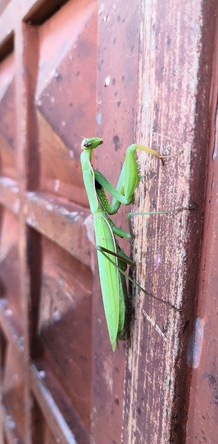 Descărcare gratuită Prayer Mantis Bug - fotografie sau imagini gratuite pentru a fi editate cu editorul de imagini online GIMP