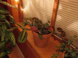 Free download Prayer Plant Hour And Change free photo or picture to be edited with GIMP online image editor