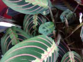 Free download prayer plant free photo or picture to be edited with GIMP online image editor