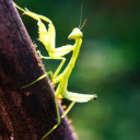 Praying Mantis  screen for extension Chrome web store in OffiDocs Chromium