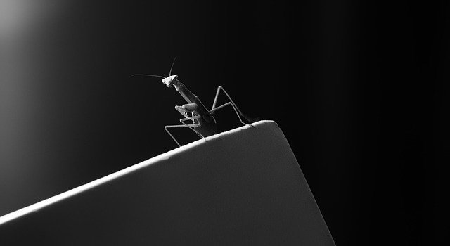 Free download Praying Mantis Bug -  free photo or picture to be edited with GIMP online image editor