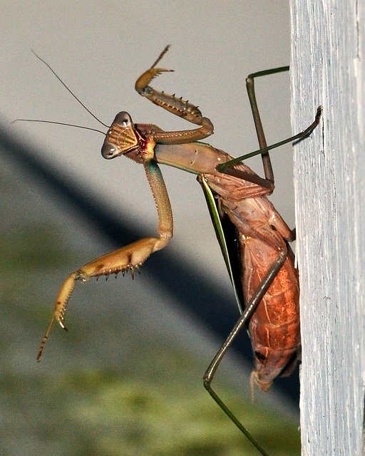 Descărcare gratuită Praying Mantis Insect - fotografie sau imagini gratuite pentru a fi editate cu editorul de imagini online GIMP