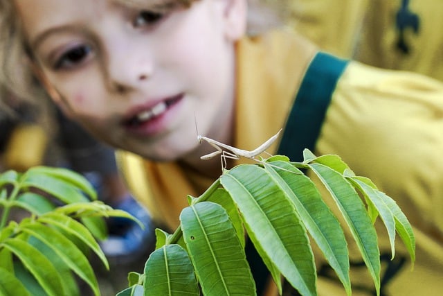 Free download praying mantis insect kid brazil free picture to be edited with GIMP free online image editor