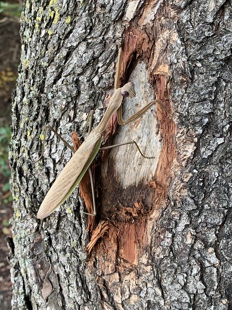 Scarica gratuitamente Praying Mantis Insect Nature: foto o immagine gratuita da modificare con l'editor di immagini online GIMP