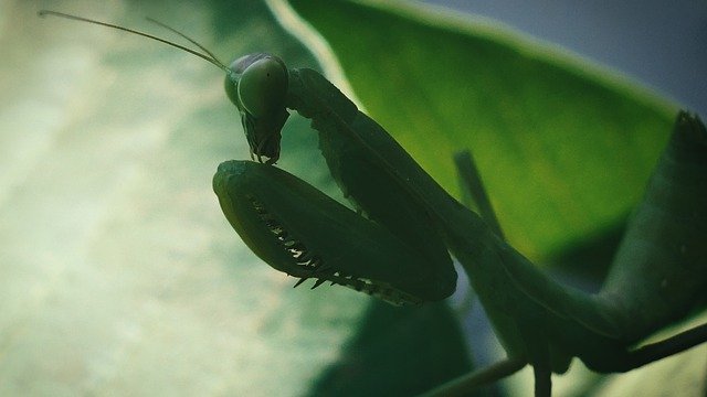 Descărcare gratuită Praying Mantis Macro Shot Insect - fotografie sau imagine gratuită pentru a fi editată cu editorul de imagini online GIMP
