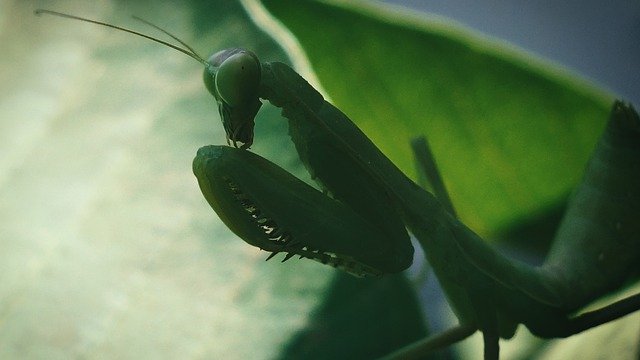 Kostenloser Download Praying Mantis Macro Shot Insect - kostenloses Foto oder Bild zur Bearbeitung mit GIMP Online-Bildbearbeitung