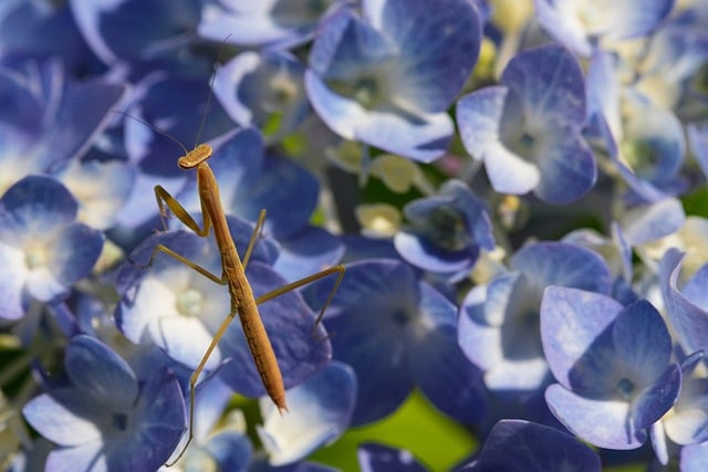 Free download praying mantis mantis mantodea free picture to be edited with GIMP free online image editor