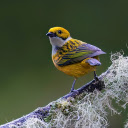 Precious bird  screen for extension Chrome web store in OffiDocs Chromium