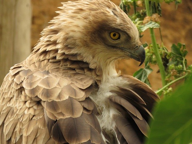 Téléchargement gratuit Predateur Bird Birds - photo ou image gratuite à éditer avec l'éditeur d'images en ligne GIMP