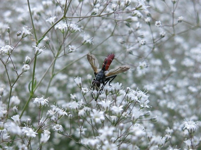 Free download Predator Fly Cylindroma -  free photo or picture to be edited with GIMP online image editor