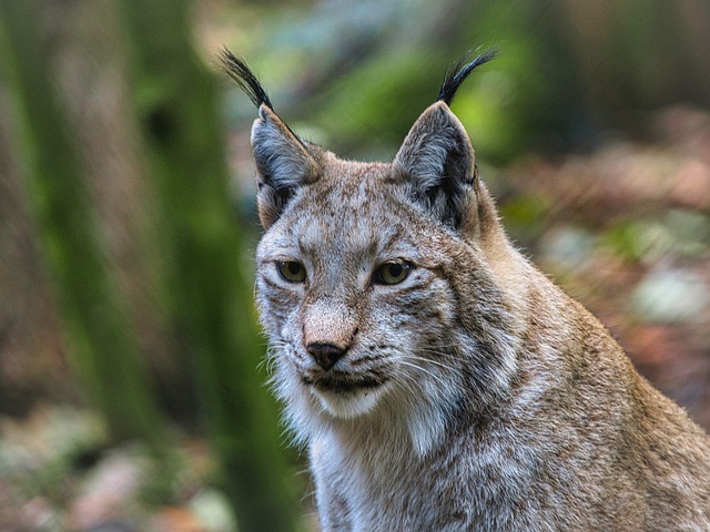 Free graphic predator lynx wildcat head face to be edited by GIMP free image editor by OffiDocs