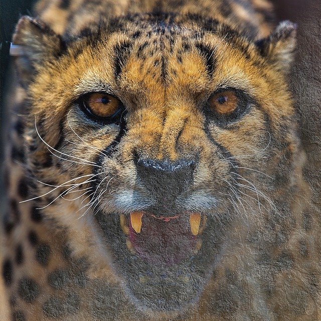 Free download Predator Wilderness Nature -  free photo or picture to be edited with GIMP online image editor