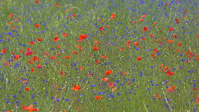 Free download pre prairie blueberries poppies free picture to be edited with GIMP free online image editor