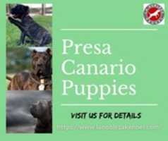 Free download Presa Canario Puppies free photo or picture to be edited with GIMP online image editor