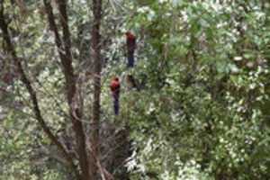 Free download Pretty birds in the trees free photo or picture to be edited with GIMP online image editor