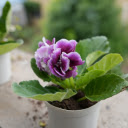 Pretty flower pots  screen for extension Chrome web store in OffiDocs Chromium