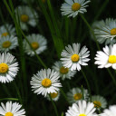 Pretty little white daisies  screen for extension Chrome web store in OffiDocs Chromium