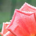 Pretty Rose Petals  screen for extension Chrome web store in OffiDocs Chromium
