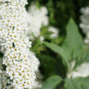 Pretty White Flower Branch  screen for extension Chrome web store in OffiDocs Chromium
