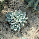 Prickly and non thorny cacti  screen for extension Chrome web store in OffiDocs Chromium