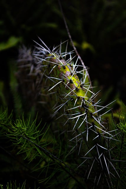 Free download prickly cactus nature garden free picture to be edited with GIMP free online image editor