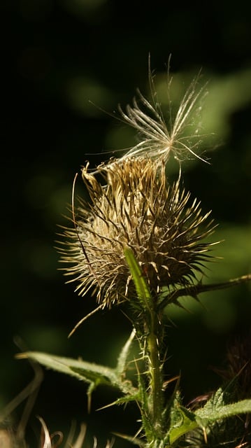 Free download prickly flower thistle flower free picture to be edited with GIMP free online image editor