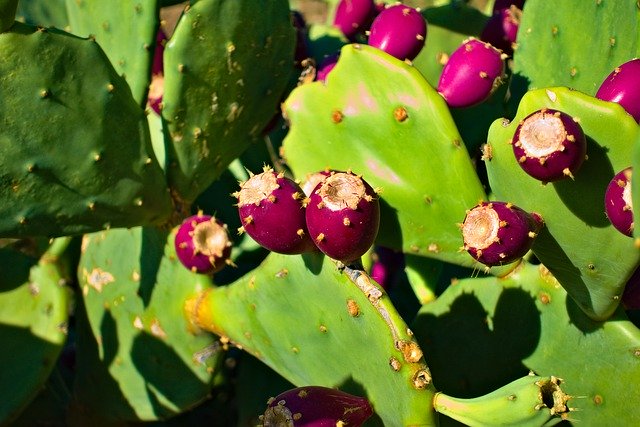 Gratis download Prickly Pear Cactus Green - gratis foto of afbeelding om te bewerken met GIMP online afbeeldingseditor