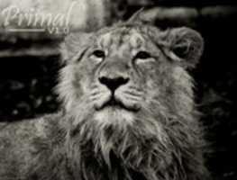 Free download Primal V 1.0 free photo or picture to be edited with GIMP online image editor