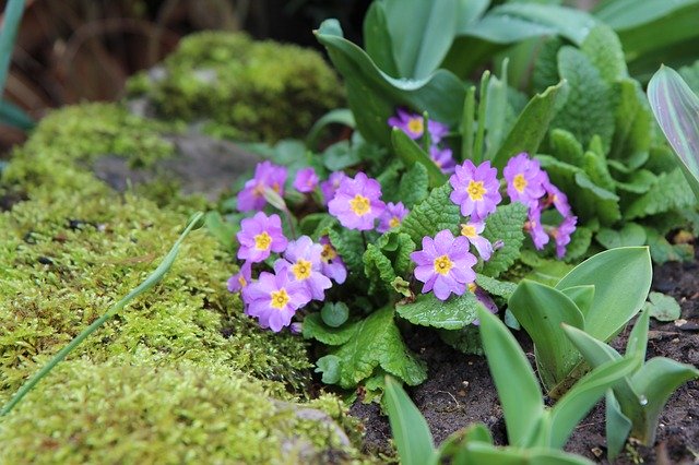 Unduh gratis Primrose Flowering Foam - foto atau gambar gratis untuk diedit dengan editor gambar online GIMP