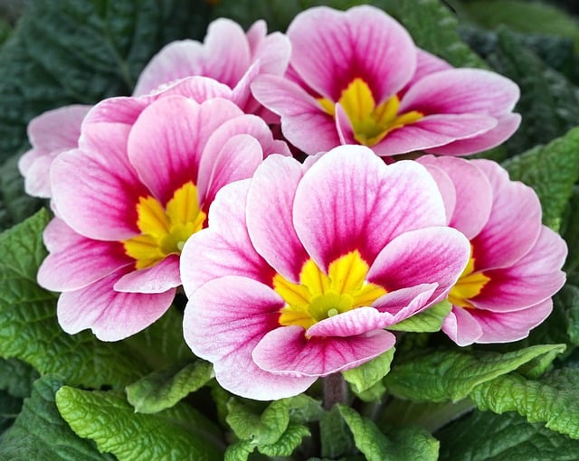 Free download primroses flower blossom bloom free picture to be edited with GIMP free online image editor