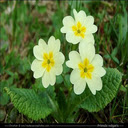 Primroses wallpapers  screen for extension Chrome web store in OffiDocs Chromium