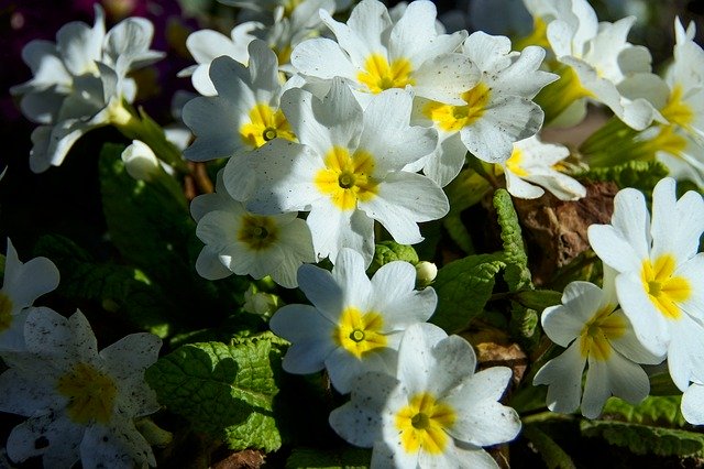 Free download Primroses White Spring -  free photo or picture to be edited with GIMP online image editor