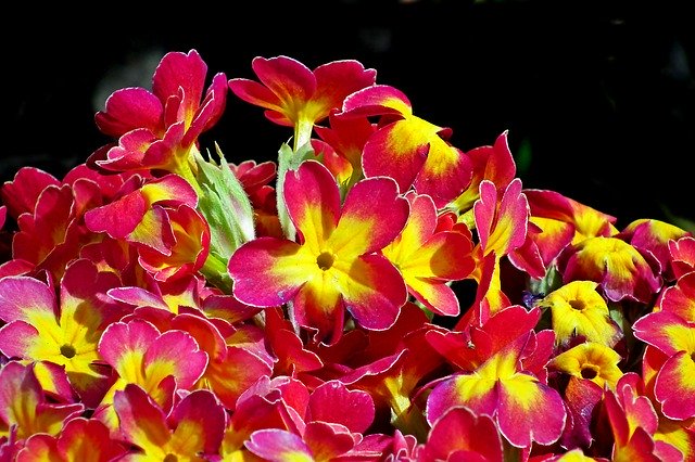 Free download Primula Flowers Garden -  free photo or picture to be edited with GIMP online image editor