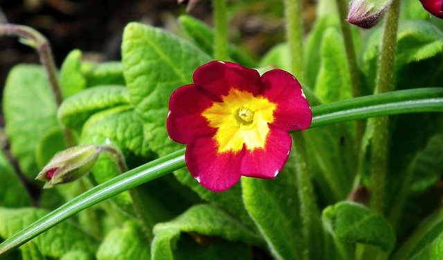 Unduh gratis Primula Flower Spring - foto atau gambar gratis untuk diedit dengan editor gambar online GIMP