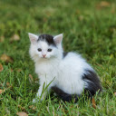 Princess cat  screen for extension Chrome web store in OffiDocs Chromium