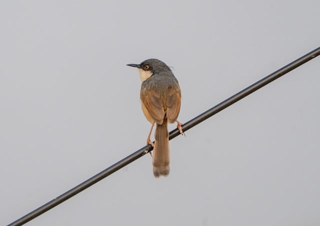 Free download prinia bird animal nature wildlife free picture to be edited with GIMP free online image editor