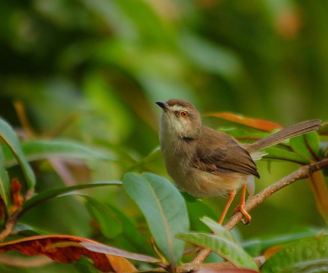 Free download prinia warbler bird ornithology free picture to be edited with GIMP free online image editor