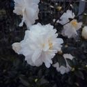Pristine White Camellia Bloom  screen for extension Chrome web store in OffiDocs Chromium