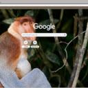 Proboscis Monkey  screen for extension Chrome web store in OffiDocs Chromium