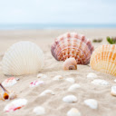 Products of the sea  screen for extension Chrome web store in OffiDocs Chromium