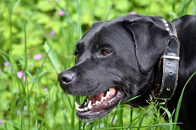 GIMP ücretsiz çevrimiçi resim düzenleyiciyle düzenlenecek ücretsiz indir profil labrador portresi ücretsiz resmi