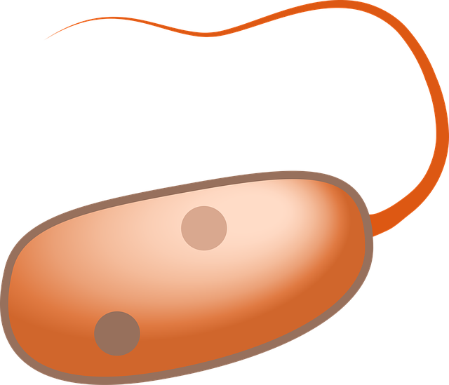 Free download Prokaryot Cell - Free vector graphic on Pixabay free illustration to be edited with GIMP free online image editor