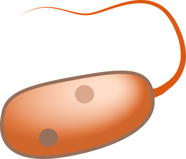 Безкоштовно завантажити Prokaryot Cell - безкоштовна векторна графіка на Pixabay, безкоштовна ілюстрація для редагування за допомогою безкоштовного онлайн-редактора зображень GIMP