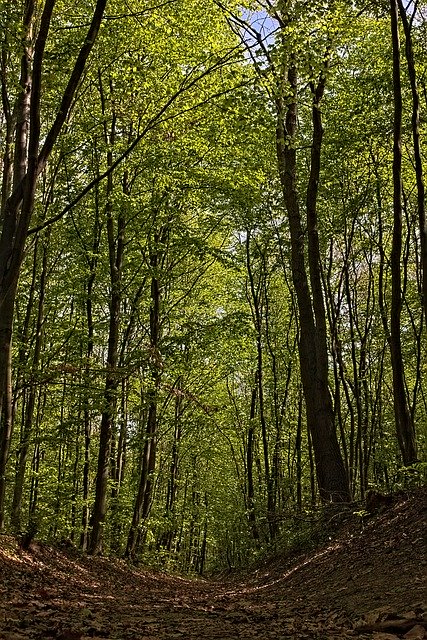 Gratis download Promo Trees Nature - gratis foto of afbeelding om te bewerken met GIMP online afbeeldingseditor