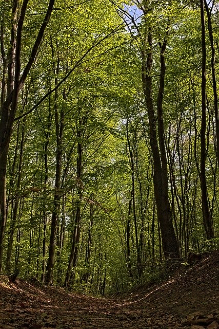 Bezpłatne pobieranie Promo Trees Nature - darmowe zdjęcie lub obraz do edycji za pomocą internetowego edytora obrazów GIMP