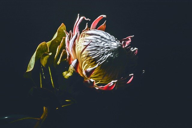 Free download Protea Floral -  free photo or picture to be edited with GIMP online image editor