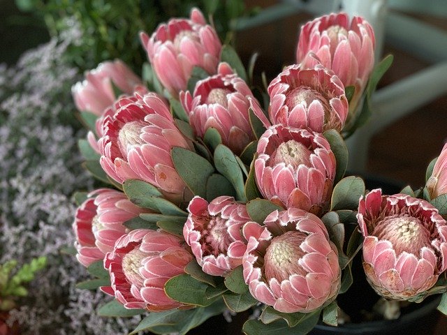 Muat turun percuma Protea Flowers Nature - foto atau gambar percuma percuma untuk diedit dengan editor imej dalam talian GIMP